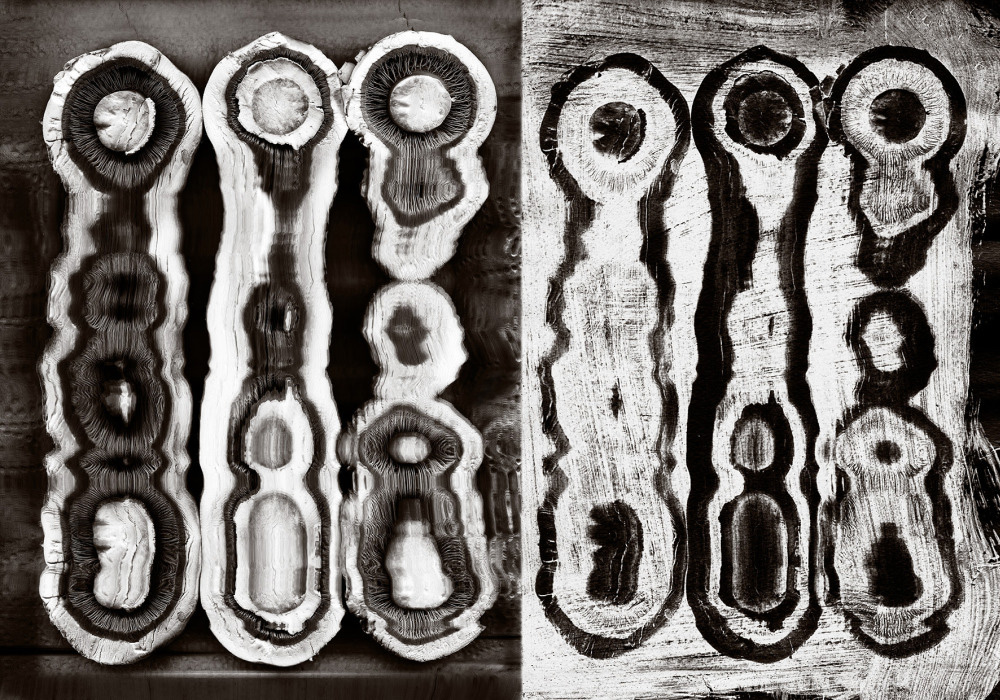 Gabor Eniko Egy perc gomba 2016 70x100 cm